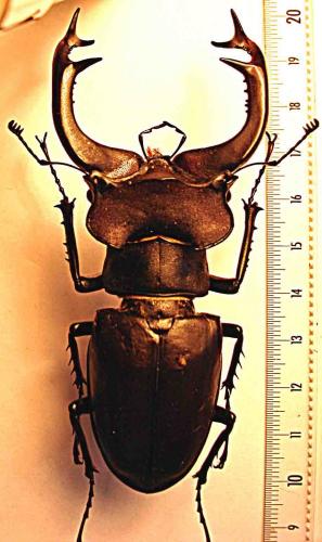 Réf. 232 265 : Lucanus cervus